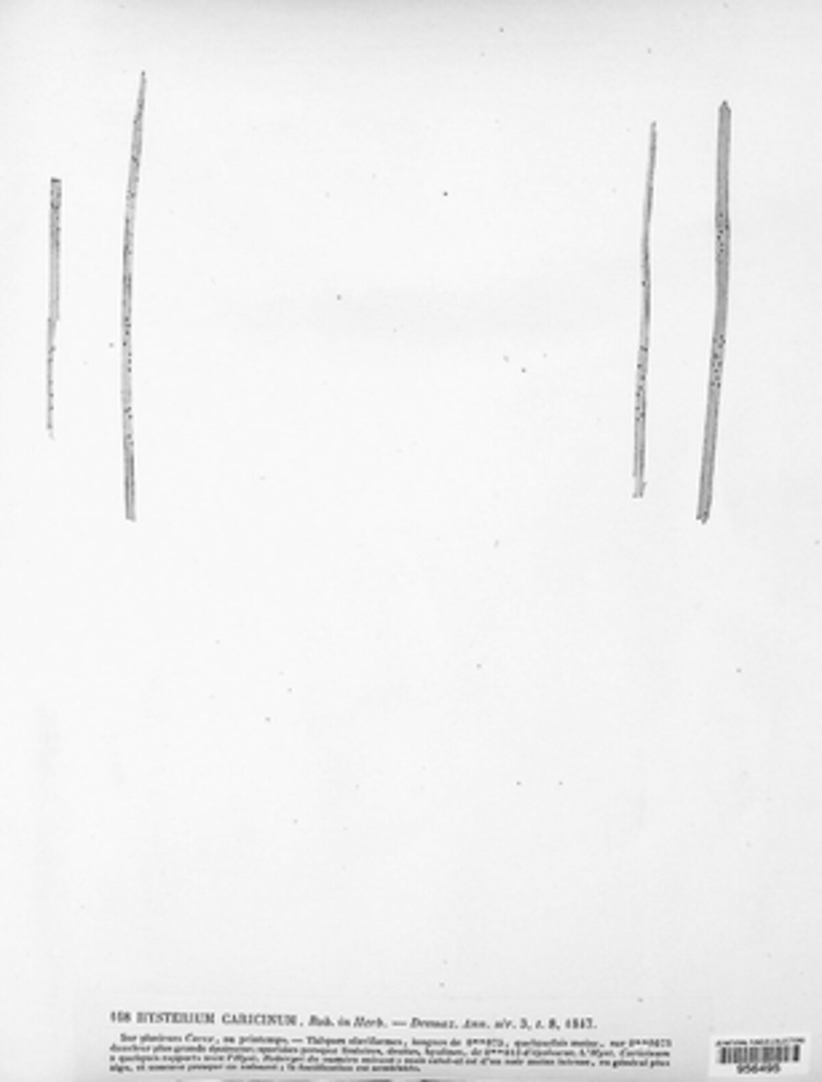 Lophodermium caricinum image